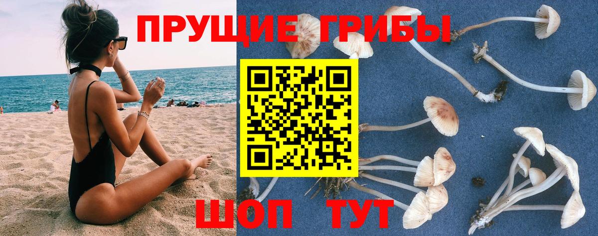 Ипатово  Псилоцибиновые грибы Psilocybe  Вход с VPN 